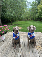 Dog Bandana 2.0