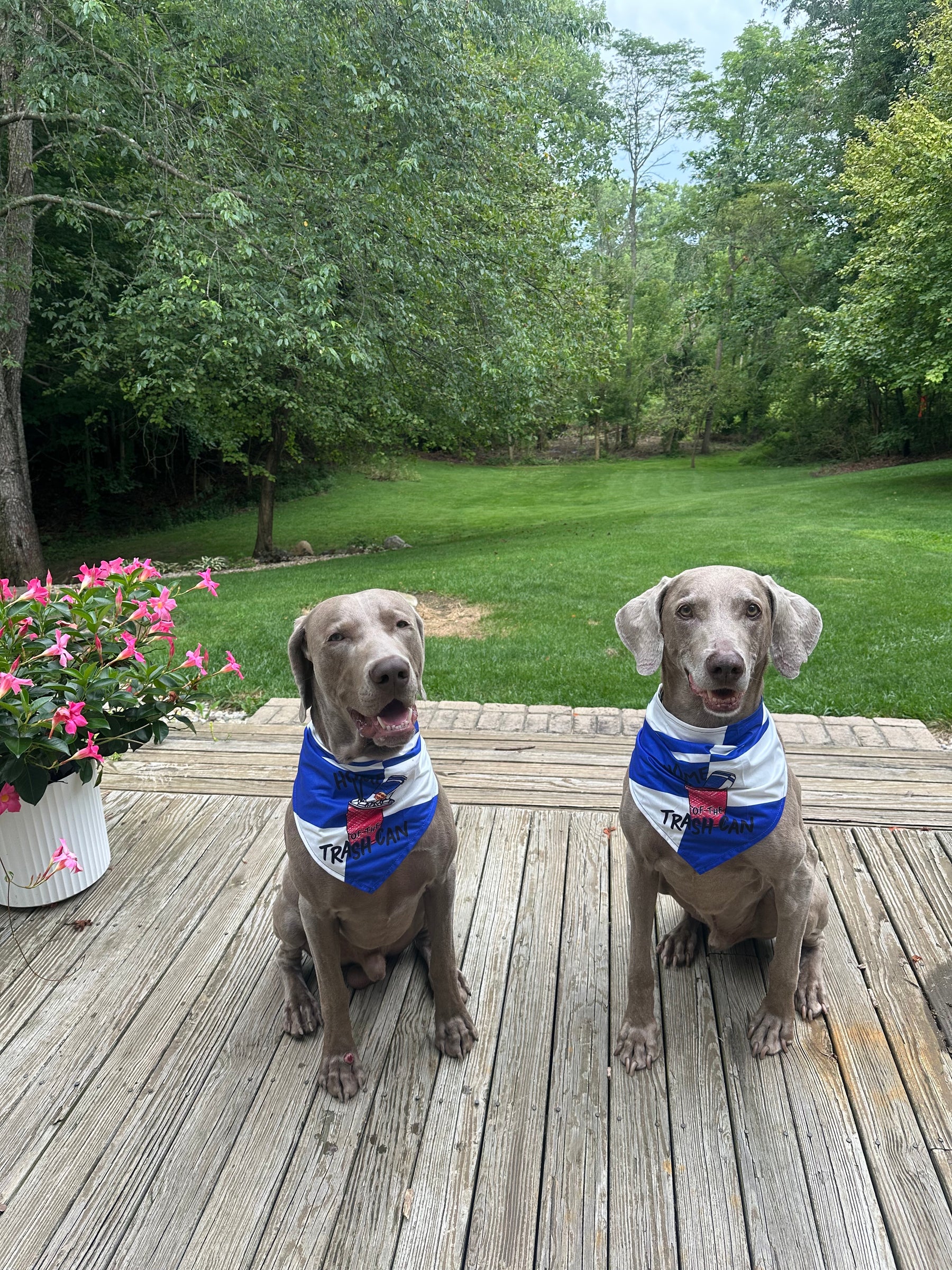 Dog Bandana 2.0